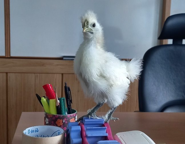 [2022] 동아리 아임슈타인 병아리 키우기 사진 1